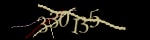 Mã bảo mật